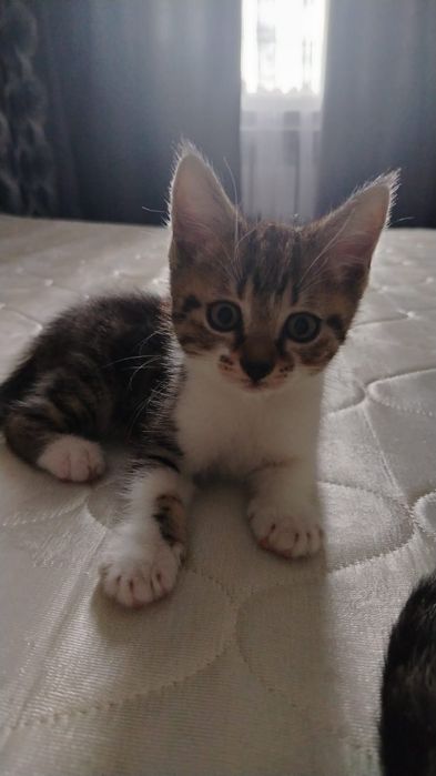 Отдам котят в добрые руки