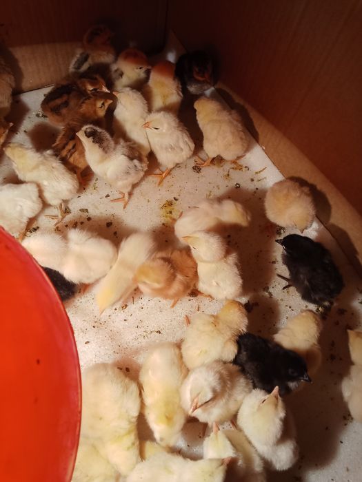 2 суточные цеплята по 400 тг