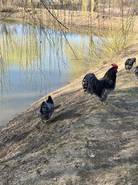 Pui si oua australorp albastru