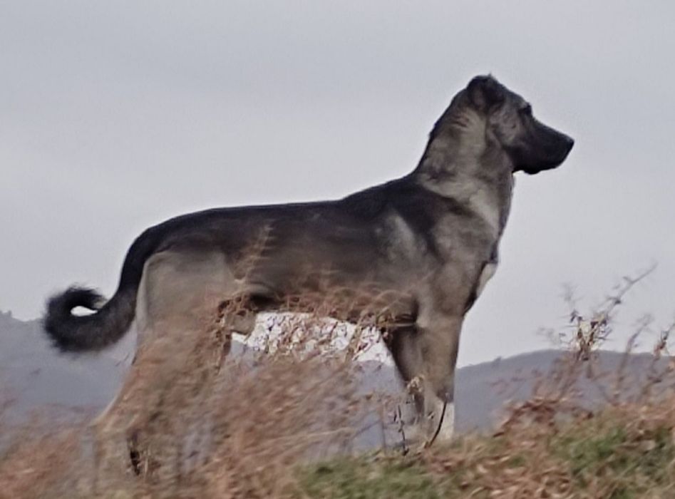 Кангал+алабай чатишган