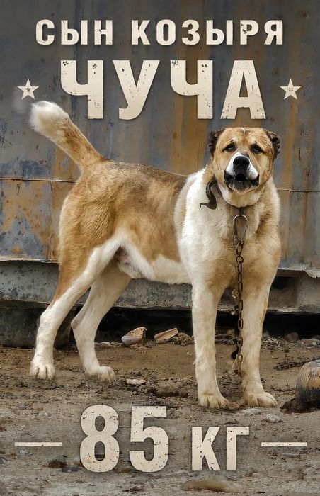 Алабай бойцовый линия