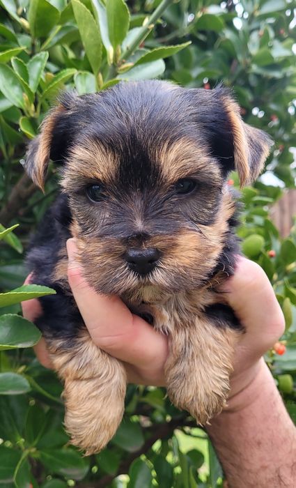 Йоркширски териер  - мини!!!