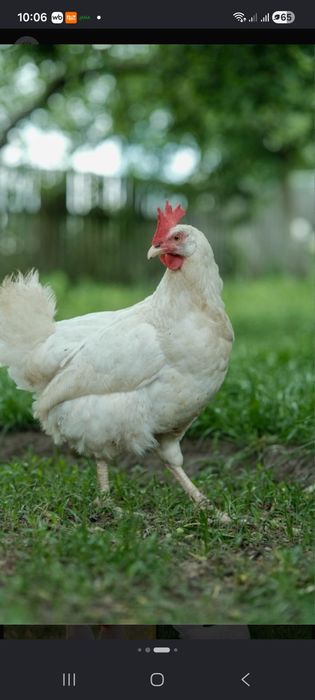 Продам Куры  несушки