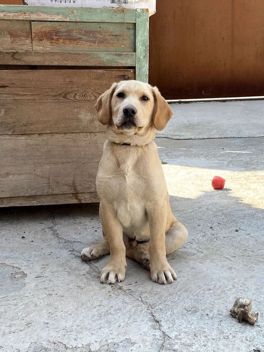 Labrador Retriever