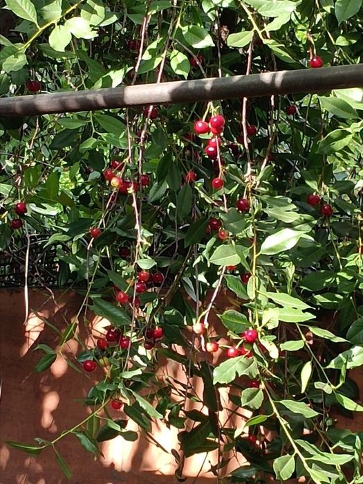 Продам дачу  срочно