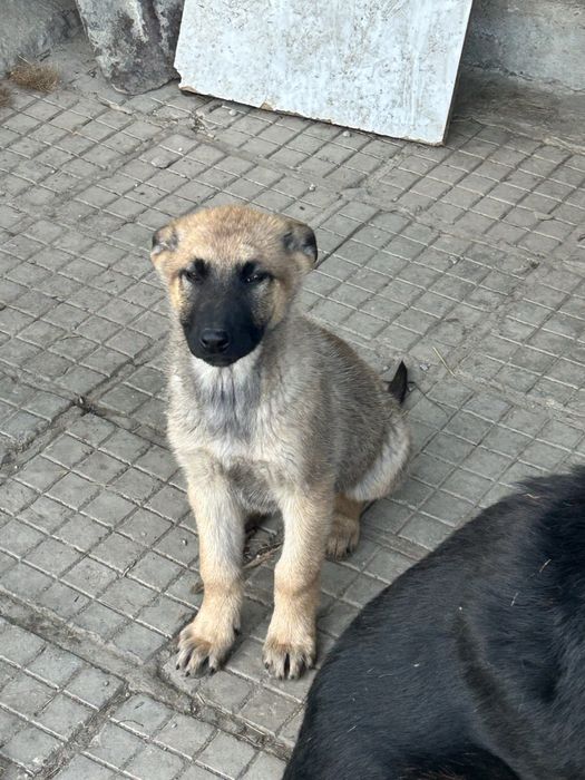 Малки Кучета Овчарки