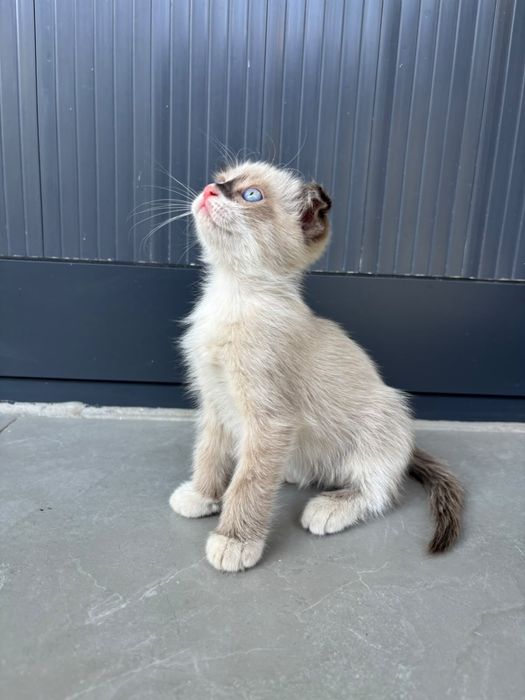 Котенок вислоухий два месяца