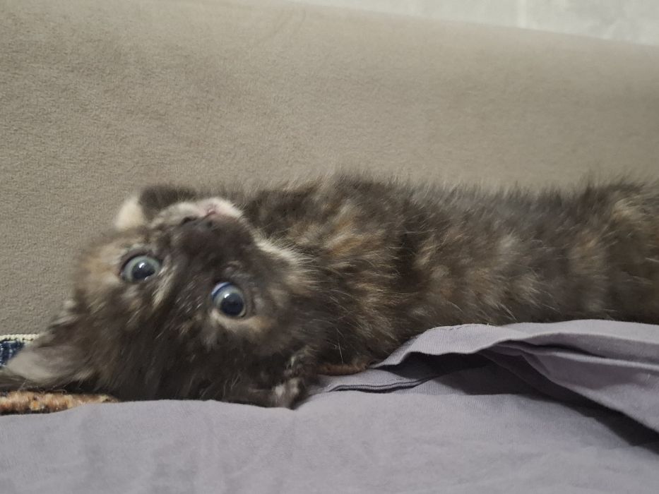 Отдам  котят в заботливые руки .