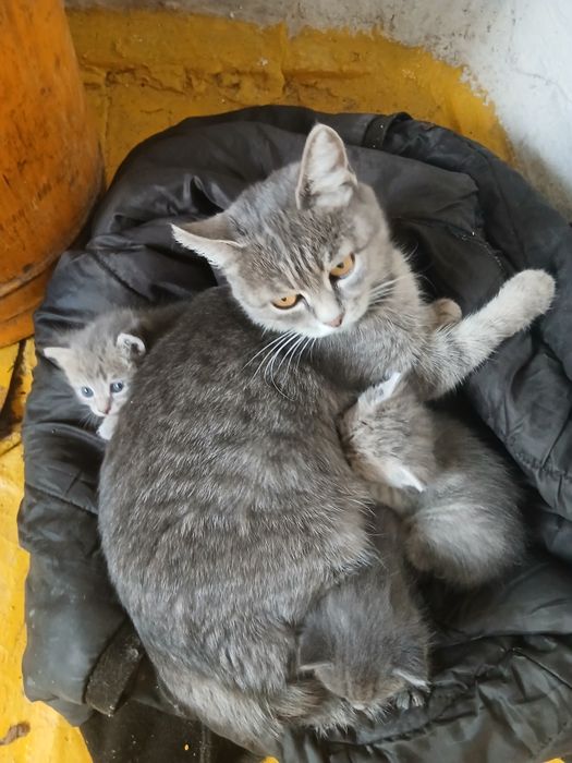 Котята дымчатые 3