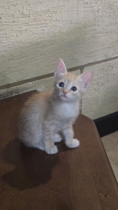 Отдадим в добрые руки Котяток
