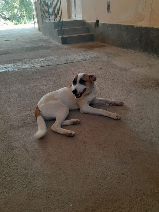 Отдам в ответственные руки