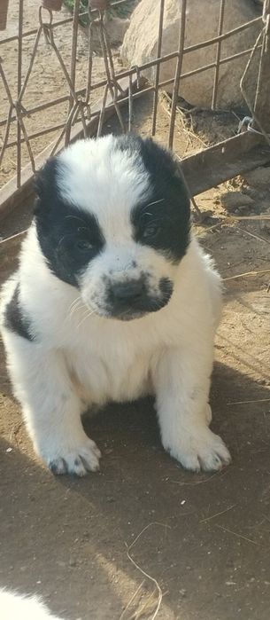 !!! Щенки АЛАБАЙ