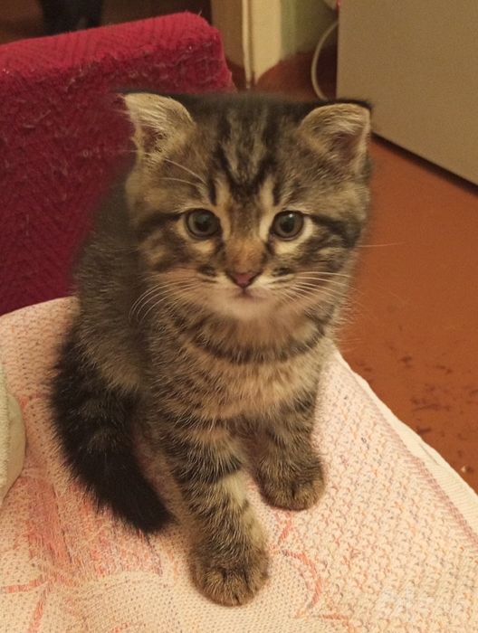 Очаровательнаые котята