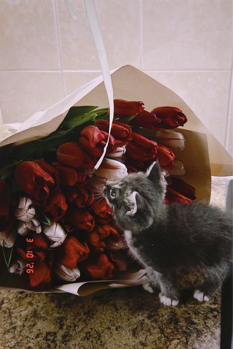 Кошка (Японская порода)