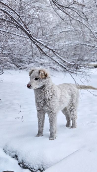 Щенок мальчик ищет дом