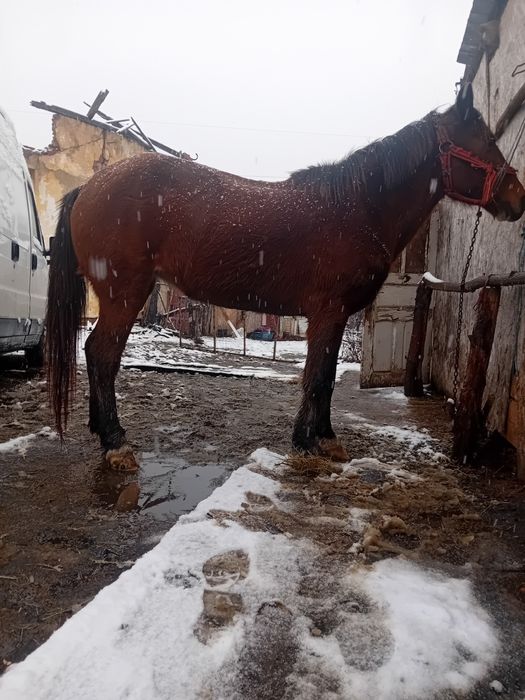 Vand iapa 8 ani forte cuminte