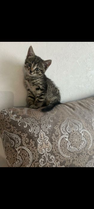 Отдам котят бесплатно в хорошие руки