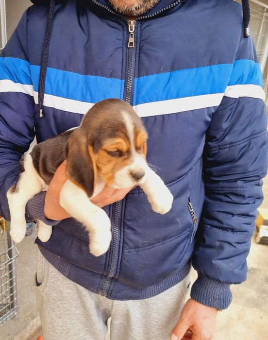 Pui Beagle tricolor