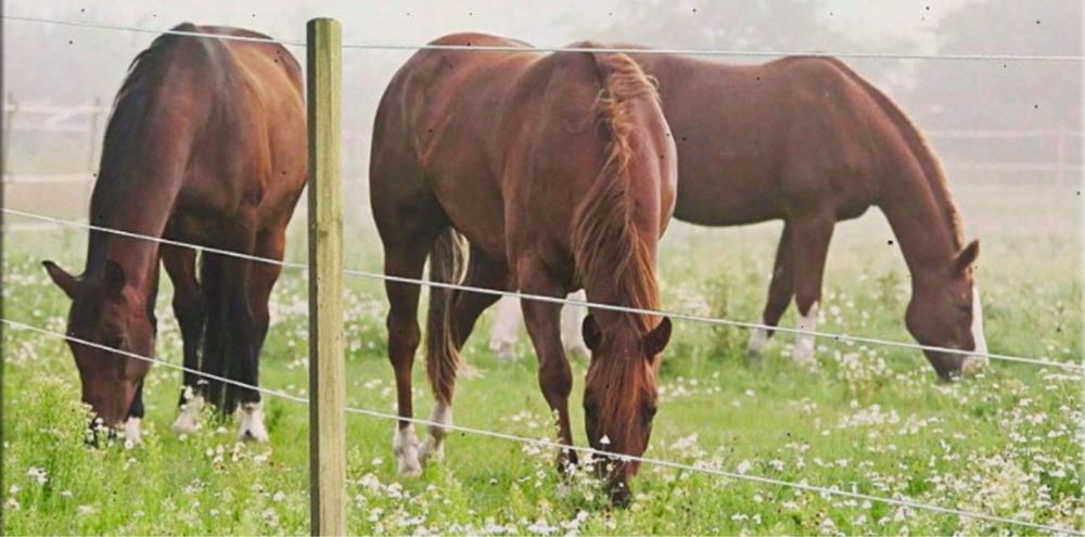Электропастух Изгородь для животных забор