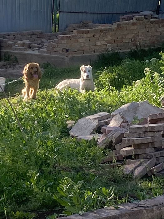 Төбет щенок, 4 мес.