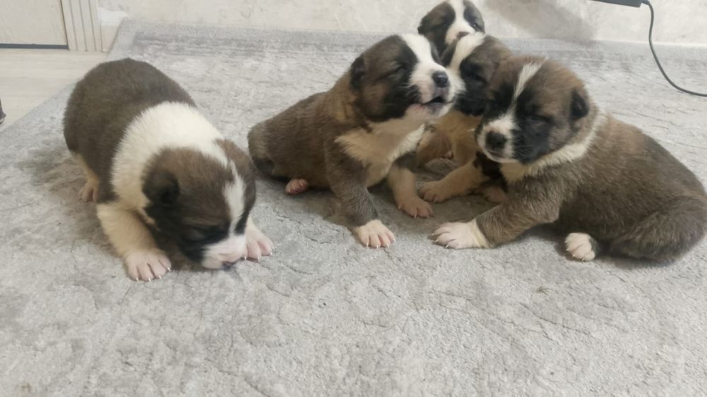 Продам щенков САО Алабай