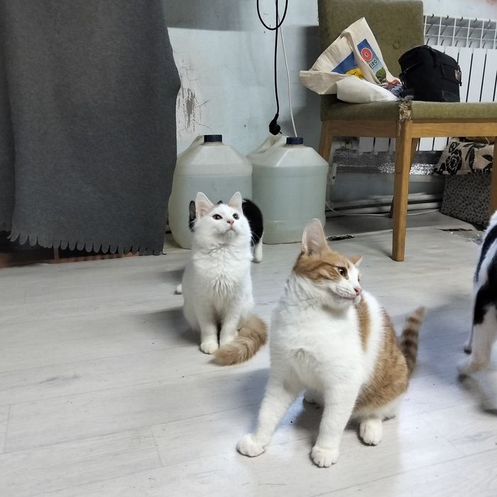 Чудо котятки красавчики