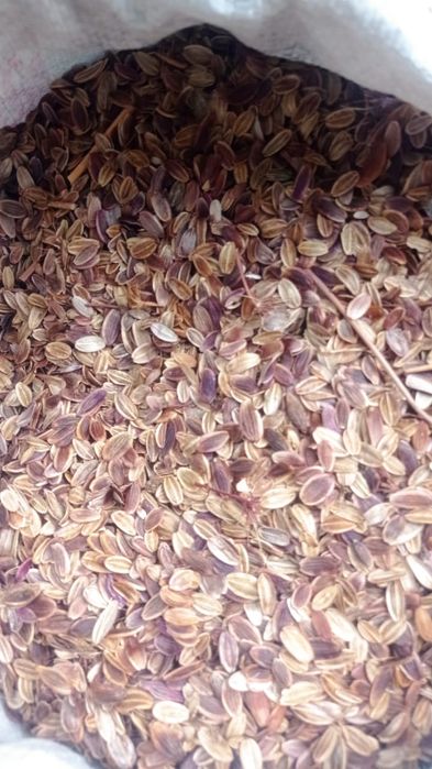 Каврак уруглар шираси сотилади