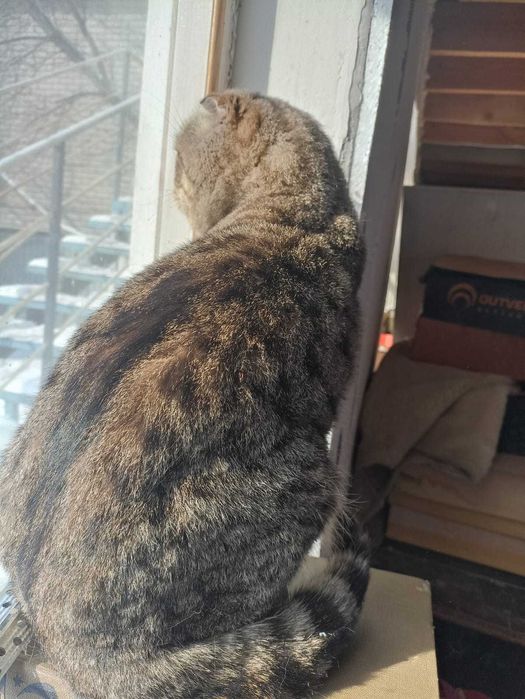 В добрые руки шотландского вислоухого.