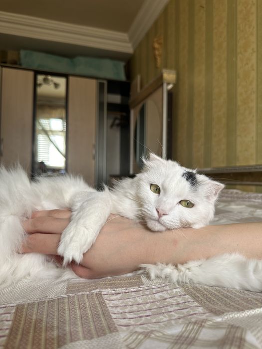 Кошка в добрые руки