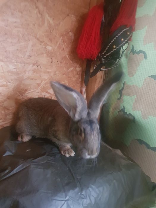 Urias german caută casa