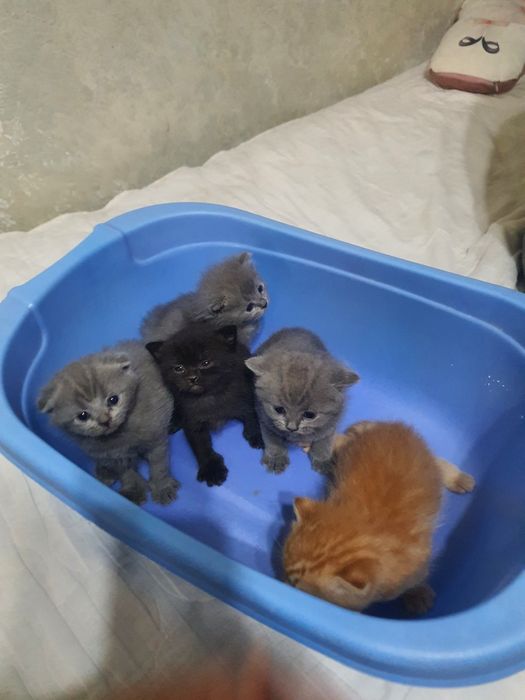 Скотиш фолд и страйт