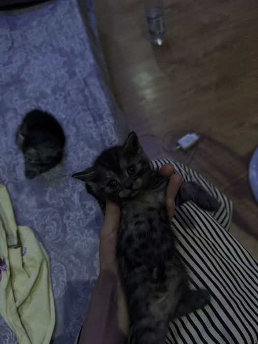 Отдам котят в добрые руки