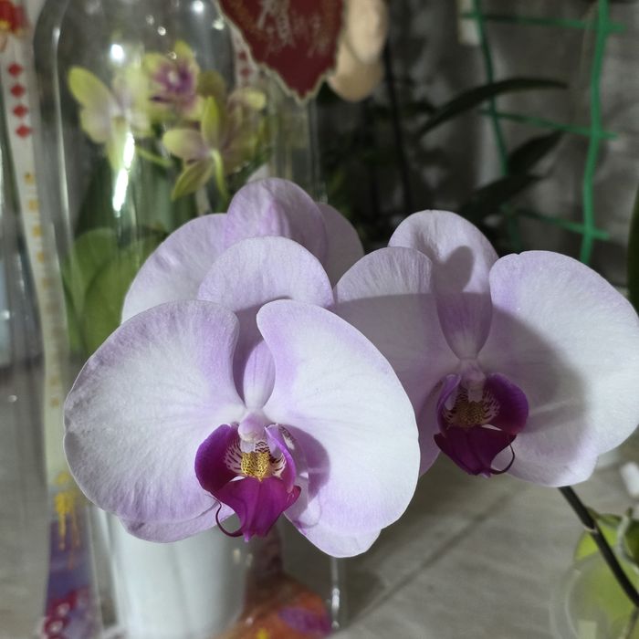Орхидеи 5500,очень красивые