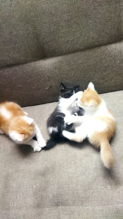 Котята игривые...