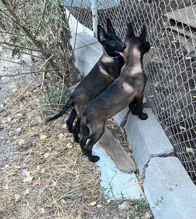 Малиноа- белгийска овчарка