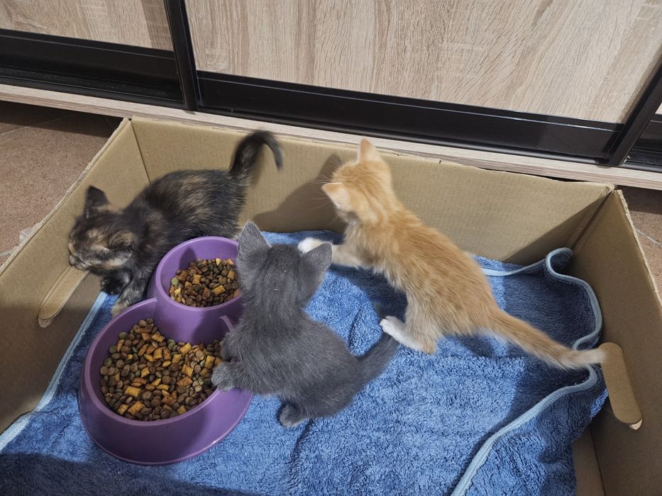 Отдам котят в добрые руки