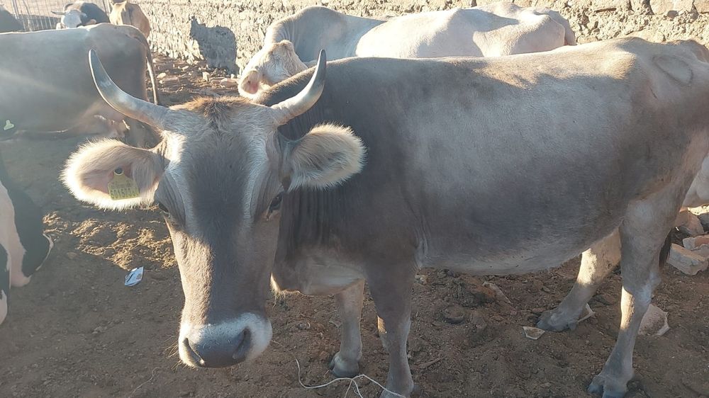 Продам дойных коров и телят