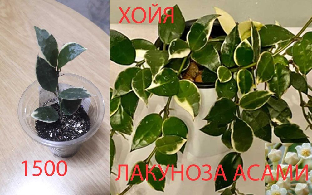 Комнатные  цветы