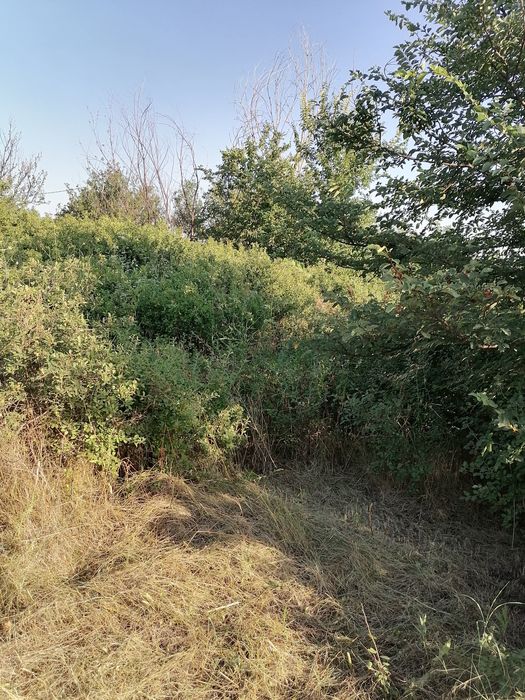 Косене  и Поддръжка на Тревни Площи