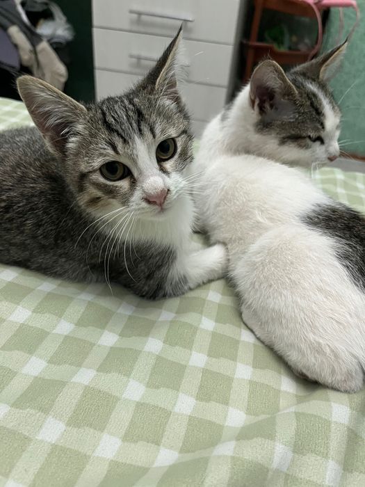 Отдам котят в добрые руки