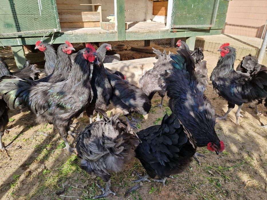 Cocoș Australorp 6 luni