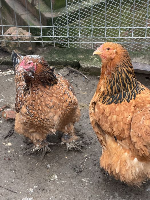 Moțată olandeză 3+1