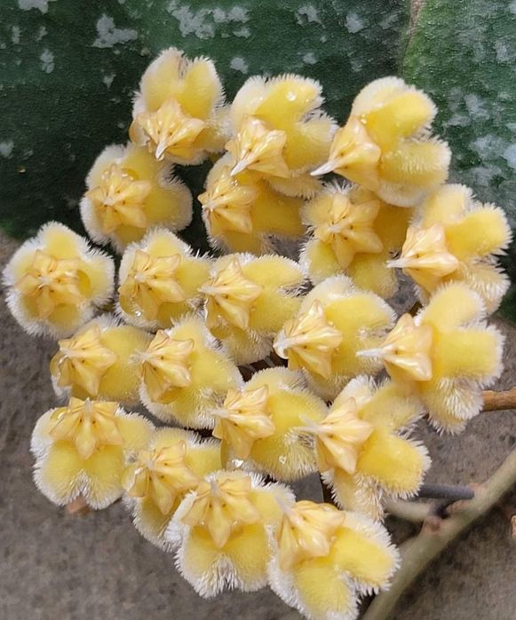 Hoya,  Lacrima Maicii Domnului