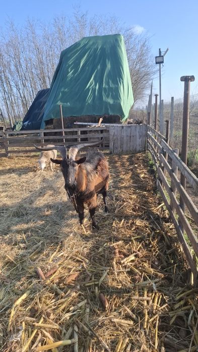 Vând Țap și capre