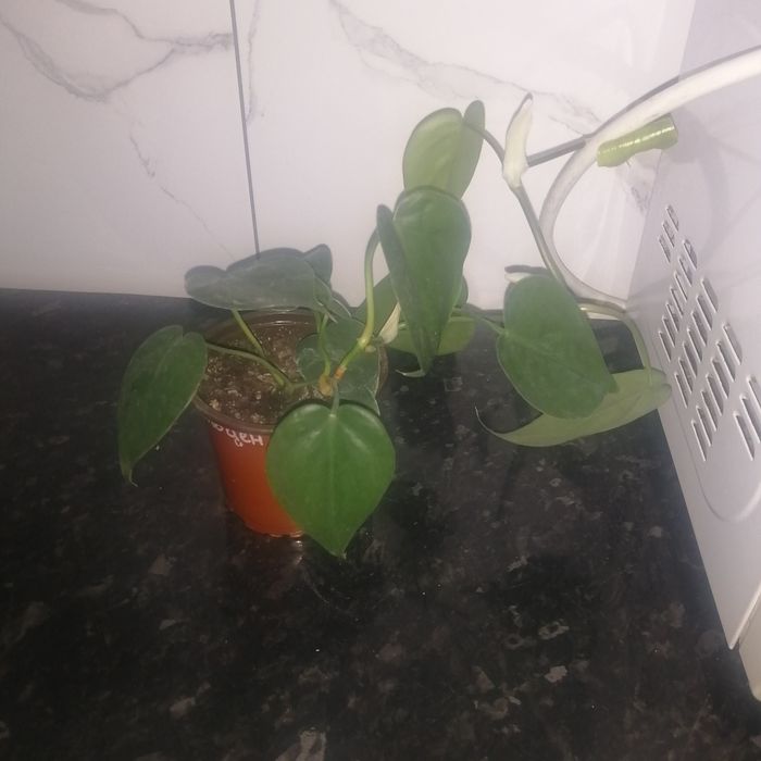 Продам комнатные цветы.