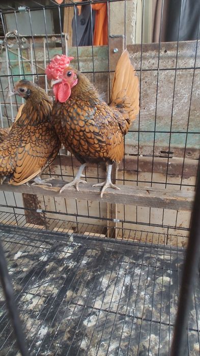 Vând familie sebrig