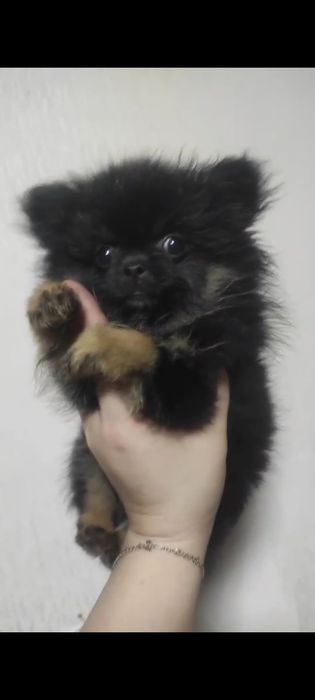 Продам щенков померанского шпица