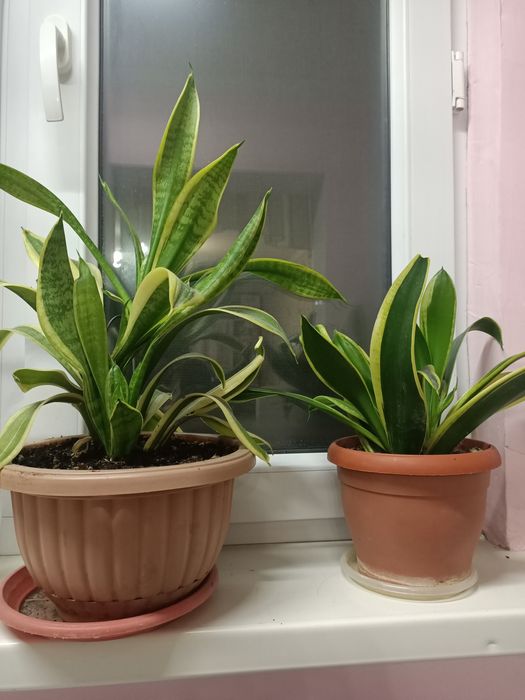 Комнатные растения