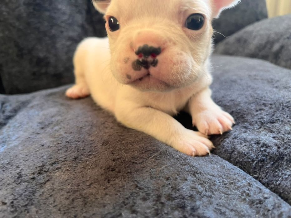 Pui buldog francez  1200 lei