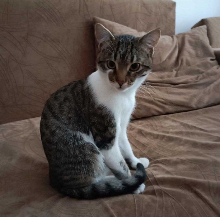 Коте на 9 месеца, много гальовно и домашно, търси дом